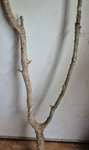Korkast