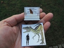 Zahn vom Raptor Deltadromeus