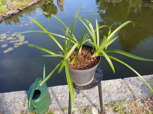 Agapanthus schmucklilie - agapanthus,