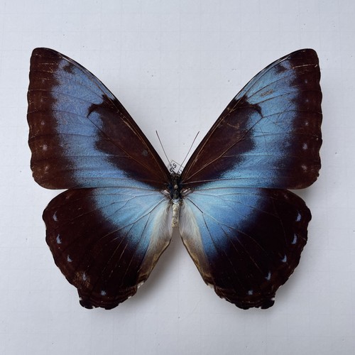 Entomologie*Morpho