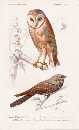 Strix flammea uhu eule - strix,
