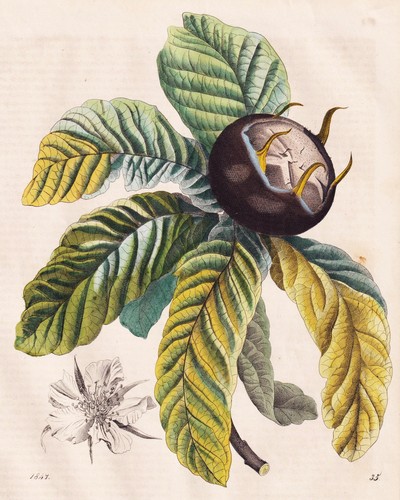 Mespilus mispel medlar - mispel,