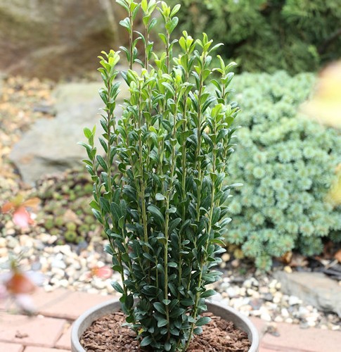 Säulen bergilex stechpalme - bergilex,