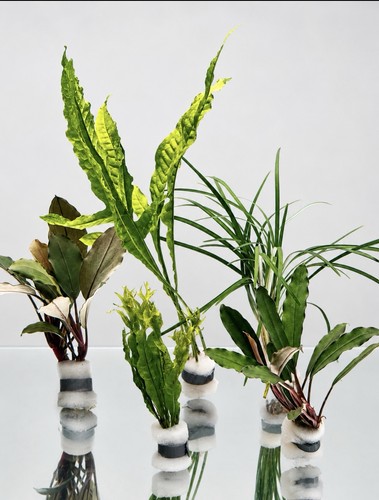 Bucephalandra javafarn set - bucephalandra,