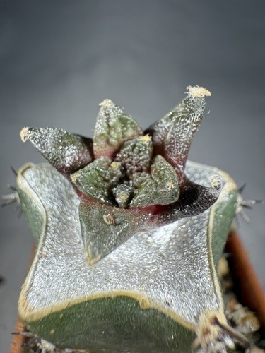 Ariocarpus fiss var hintonii - fiss., var.