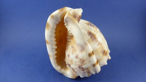 Cassis cornuta muschel - cassis,