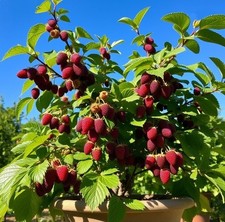 Winterharte rote - winterharte,