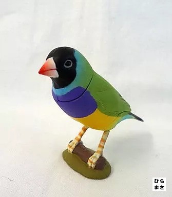 Choco egg pet gouldian finch - egg,