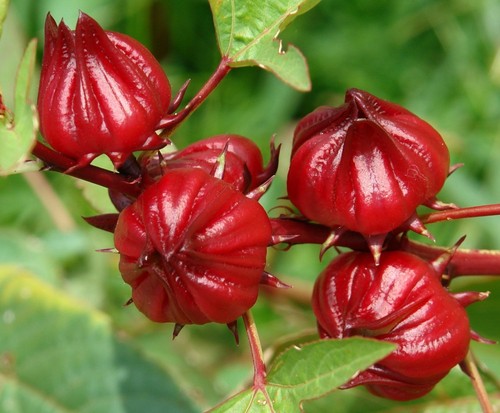 Roselle afrikanische malve - -,