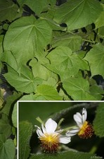 Zimmerlinde Baum Pflanze für