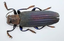 Buprestidae, Demochroa