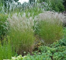 Chinaschilf Ferner Osten -