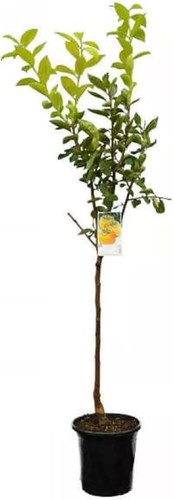 Diospyros kaki cioccolatino - diospyros,