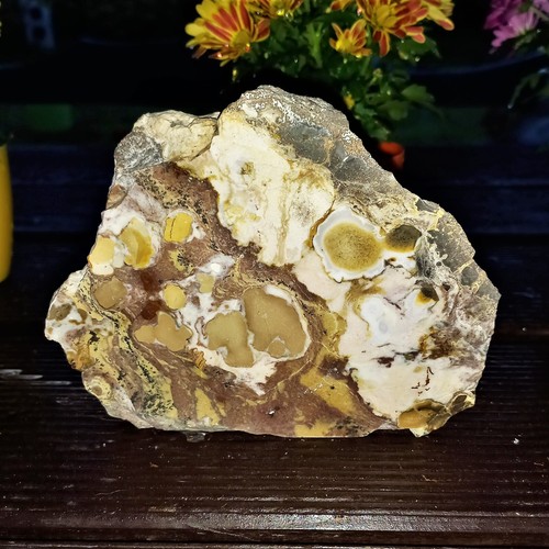 Königscobra orbicular - königscobra,