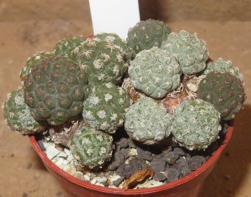 Puna bonnieae ka300 - eb-ka300, opuntia