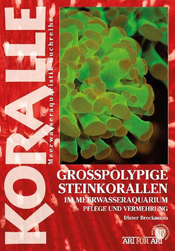 Großpolypige steinkorallen - steinkorallen, im