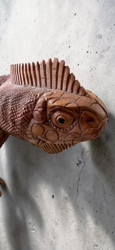 Wunderschöner leguan aus - leguan,