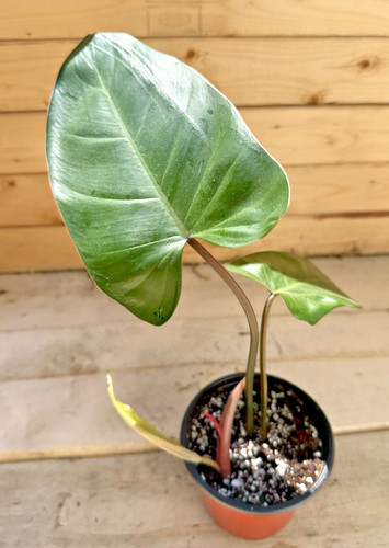 Red emerald philodendron - emerald, –