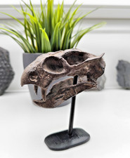 Diictodon Schädel Replika