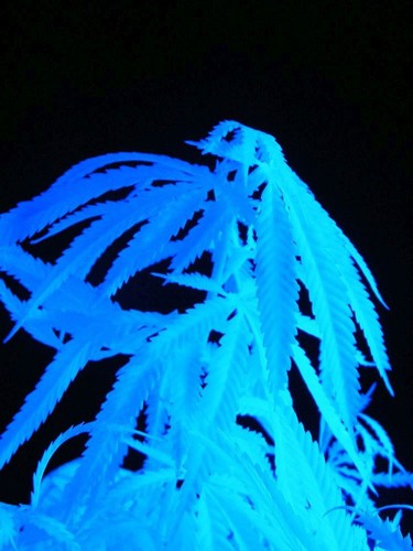 50cm schwarzlicht hanf - 50cm,