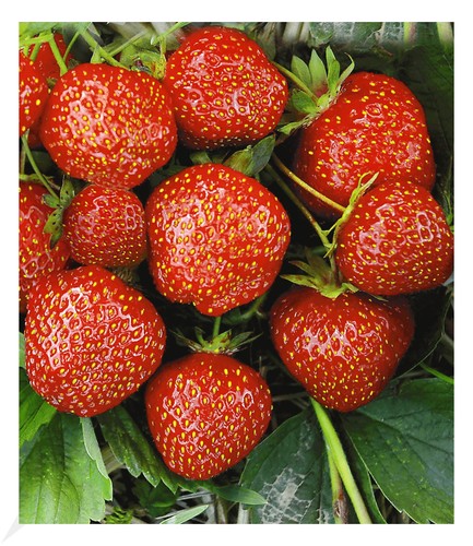 Erdbeere hummi sengana - hummi®´s®, 'sengana