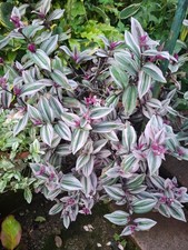 Zebra-Ampelkraut 4 x