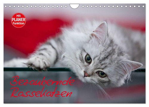 Bezaubernde rassekatzen - bezaubernde,