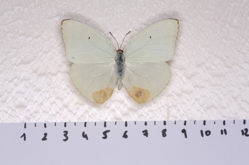 Catopsila florella männlich - catopsila, florella,