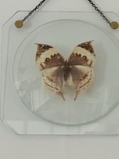 Vintage Deko  echter großer  Schmetterling hinter Glas Retro Bild 