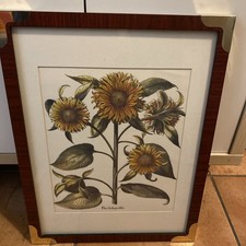 Botanischer Kunstdruck „Flos Solisprolifer.“