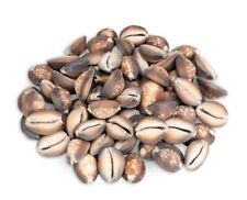 NaDeco Cypraea caputserpentis