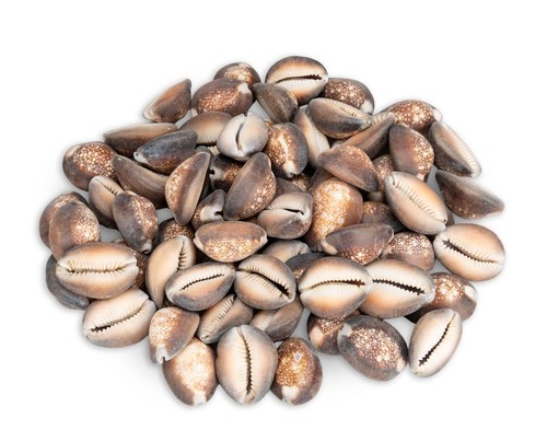 Nadeco cypraea caputserpentis - nadeco,