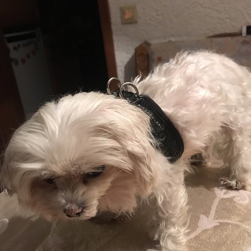 Anione hundegeschirr schwarz - anione,