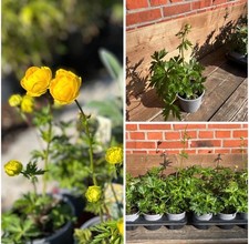 3 Stk. Trollblume, Trollius x