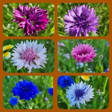 Kornblume, Mischung, bunt, Centaurea, Topf, Garten, Kübel, essbare Blüten, BIO