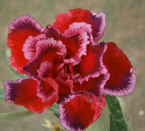 Wüstenrose adenium obesum - adenium,