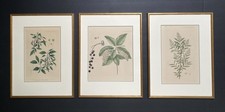 3 gerahmte Bilder Herbarium Kunstdrucke