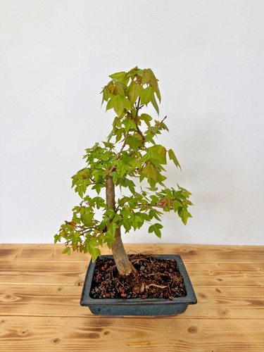 Bonsai dreispitzahorn 5122 - dreispitzahorn,