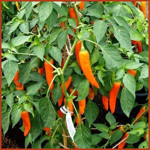 Chili bulgarian carrot - chili,