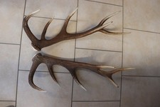 Abwurfstangen Geweihstangen