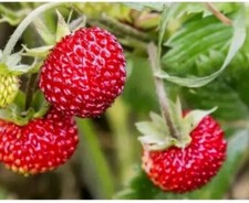 Walderdbeere Pflanze im Topf BIO winterhart Bodendecker aus unserem Biogarten