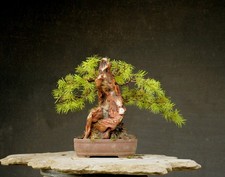 Bonsai outdoor winterhart