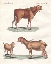 Ziege goat Ziegens goats