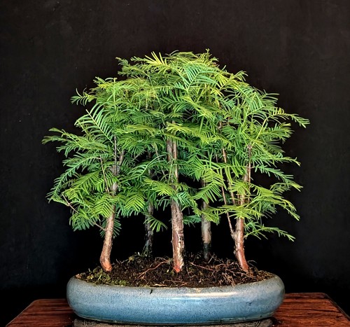 Bonsai urweltmammutbaum - bonsai,