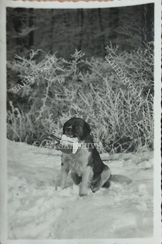 Postkarte foto bernhardiner - foto,