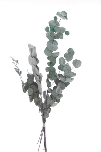 Eukalyptus cinerea - eukalyptus,
