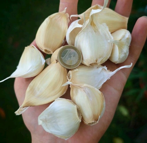 Xxl pflanzknoblauch messidor - pflanzknoblauch,