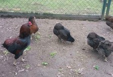 12 eier ARAUCANA WILDF 