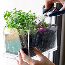 Transparenter Blumentopf