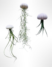 3 Quallen mit lila Seeigeln &